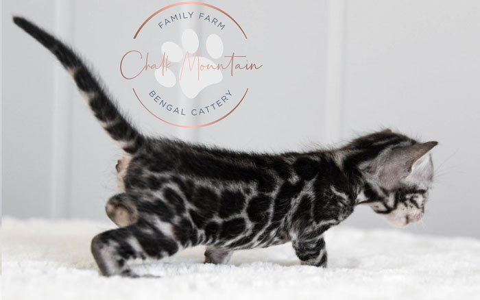 Bengal Kitten For Sale